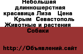 Небольшая, длинношерстная красавица Лиза › Цена ­ 1 - Крым, Севастополь Животные и растения » Собаки   